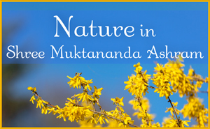 Nature in Shree Muktananda Ashram