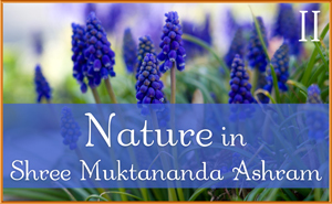 Nature in Shree Muktananda Ashram II
