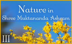 Nature in Shree Muktananda Ashram III