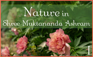 Nature in Shree Muktananda Ashram I