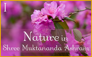 Nature in Shree Muktananda Ashram I