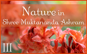 Nature in Shree Muktananda Ashram III