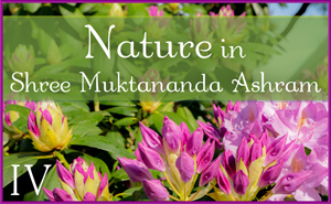 Nature in Shree Muktananda Ashram IV