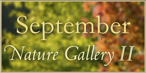 Nature Gallery Part 2