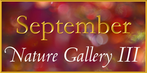 Nature Gallery Part 3